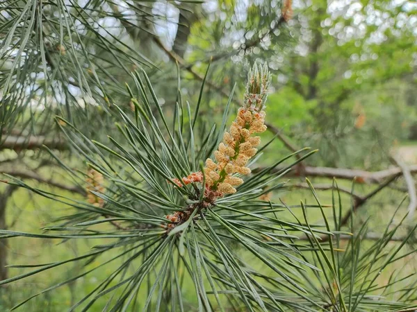 Pine Blossoms Small Young Cones Looks Amazing Flowers Pine Tree — Stock Photo, Image