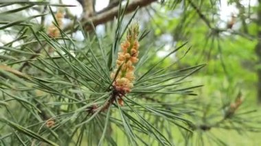 Çam çiçekleri. Küçük genç koniler, çam ağacının dallarındaki muhteşem çiçeklere benziyor, yakın plan. Çam iğneleri arasında güzel kozalaklar yetişiyor. Vahşi doğada ağaçlar, çamların yaşam döngüsü morfolojisi..