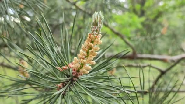 Bunga Pinus Kerucut Muda Tampak Seperti Bunga Menakjubkan Pada Cabang — Stok Video