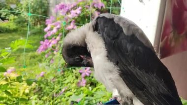Karga hatun. Yetişkin karga yavruları anne babalarından açık gagalı yiyecek bekler. Vahşi yaşam, ağaçtaki kuşlar. Elde karga. Ev kargası. Hayvan bakımı kavramı. Yükselen şehir yardıma muhtaç kuşlar.