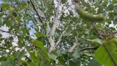 Huş ağacı tomurcukları. Gökyüzüne karşı huş dalları. Rüzgarda huş ağacı