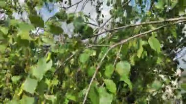 Huş ağacı tomurcukları. Gökyüzüne karşı huş dalları. Rüzgarda huş ağacı