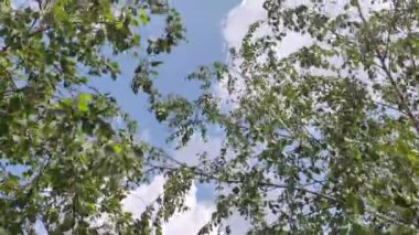 Huş ağacı tomurcukları. Gökyüzüne karşı huş dalları. Rüzgarda huş ağacı