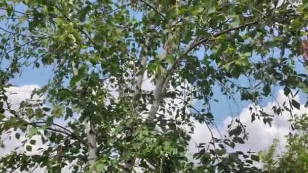 봉오리 자작나무 가지들 하늘을 바람에 날리는 자작나무 — 비디오
