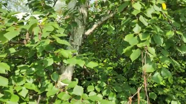 봉오리 자작나무 가지들 하늘을 바람에 날리는 자작나무 — 비디오
