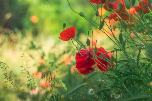 stock image very beautiful red poppies. red poppies with blurred background. wildflowers. spring flowers. red flower in the wind. the wind sways the petals.