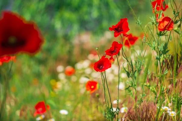 Very Beautiful Red Poppies Red Poppies Blurred Background Wildflowers Spring Stock Image