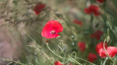 Çok güzel kırmızı gelincikler. Geçmişi bulanık kırmızı gelincikler. Kır çiçekleri. Bahar çiçekleri Rüzgardaki kırmızı çiçek. Rüzgâr sallanıyor taç yaprakları.
