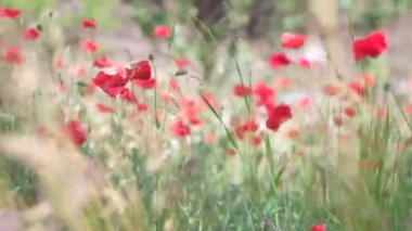 Çok güzel kırmızı gelincikler. Geçmişi bulanık kırmızı gelincikler. Kır çiçekleri. Bahar çiçekleri Rüzgardaki kırmızı çiçek. Rüzgâr sallanıyor taç yaprakları.