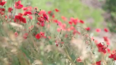 Çok güzel kırmızı gelincikler. Geçmişi bulanık kırmızı gelincikler. Kır çiçekleri. Bahar çiçekleri Rüzgardaki kırmızı çiçek. Rüzgâr sallanıyor taç yaprakları.
