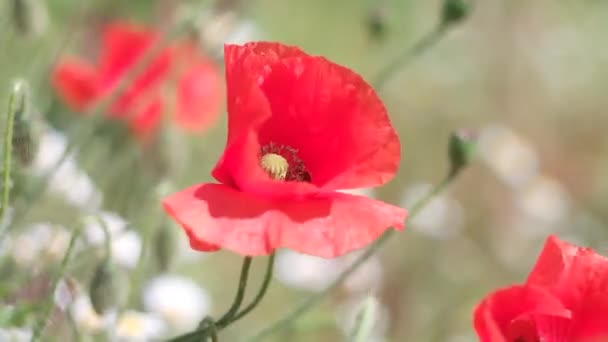 Sehr Schöne Rote Mohnblumen Rote Mohnblumen Mit Verschwommenem Hintergrund Wildblumen — Stockvideo