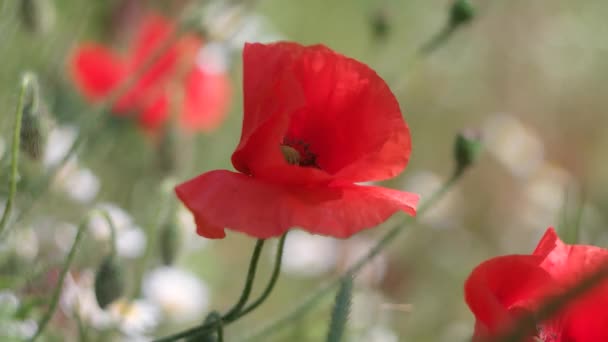Velmi Krásné Červené Máky Červené Máky Rozmazaným Pozadím Divoké Květiny — Stock video
