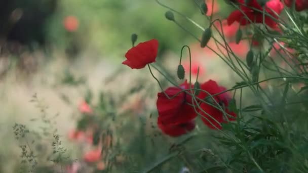 Muito Belas Papoilas Vermelhas Papoilas Vermelhas Com Fundo Borrado Flores — Vídeo de Stock