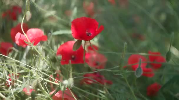 Красивые Красные Маки Красный Мак Размытым Фоном Полевые Цветы Весенние — стоковое видео