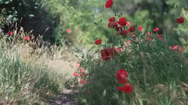 非常漂亮的红罂粟 背景模糊的红罂粟 红花在风中飘扬 风将花瓣吹散 — 图库视频影像