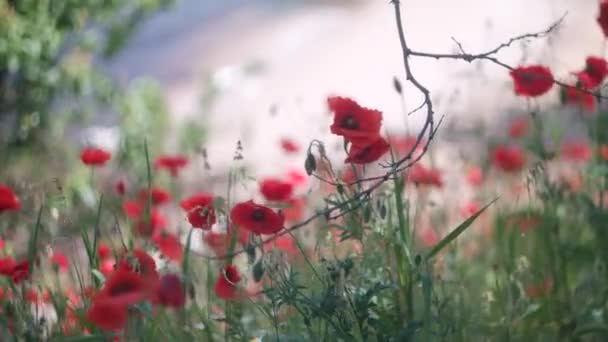 非常漂亮的红罂粟 背景模糊的红罂粟 红花在风中飘扬 风将花瓣吹散 — 图库视频影像