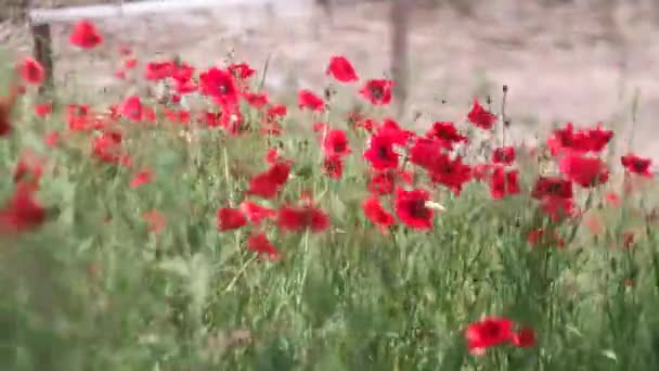 Bardzo Piękne Czerwone Maki Czerwone Maki Zamazanym Tłem Dzikie Kwiaty — Wideo stockowe
