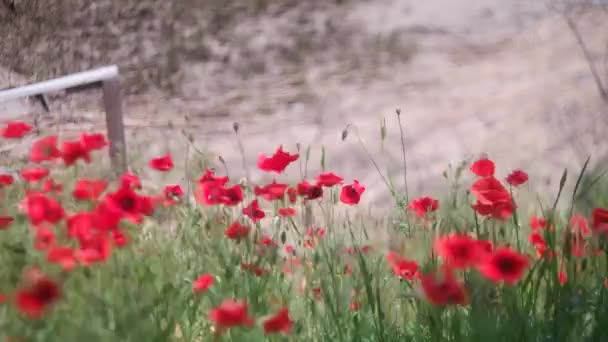 Bardzo Piękne Czerwone Maki Czerwone Maki Zamazanym Tłem Dzikie Kwiaty — Wideo stockowe
