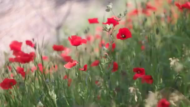 Very Beautiful Red Poppies Red Poppies Blurred Background Wildflowers Spring — Stock Video