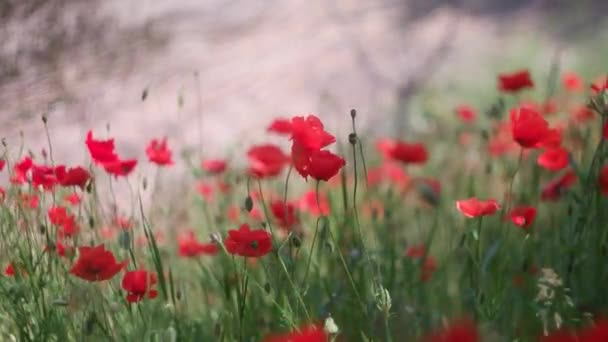 Дуже Красиві Червоні Маки Червоні Маки Розмитим Тлом Дикі Квіти — стокове відео