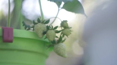 Kavanozda çilek. Evdeki balkonda organik çilek yetiştiriyorum. Kap içinde olgun çilek çalıları. Çilekli kil çömlek yavaş çekimde sulanıyor.