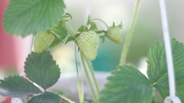 盆栽草莓 在家里的阳台上种植有机草莓 把成熟的草莓灌木放在罐子里 用草莓植物慢动作浇灌的粘土壶 — 图库视频影像