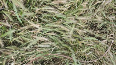 Bahar mevsiminde, taze taze taze buğdaylı sulu kulaklar makroyu kaplıyor. Buğday tarlasının olgunlaşmış kulakları. Yeşil buğday tarlası. Carex zencisi. Mısır gevreği. Olgunlaşan buğday