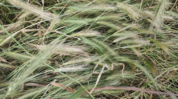 春夏田里鲜嫩多汁的青小麦对大自然的眷顾 麦田里成熟的穗子 绿麦田 Carex Nigra 成熟的冬小麦 — 图库照片