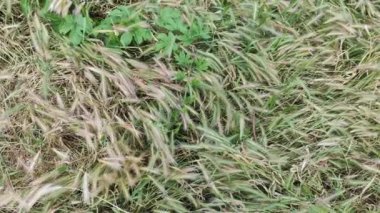 Bahar mevsiminde, taze taze taze buğdaylı sulu kulaklar makroyu kaplıyor. Buğday tarlasının olgunlaşmış kulakları. Yeşil buğday tarlası. Carex zencisi. Mısır gevreği. Olgunlaşan buğday