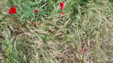 Bahar mevsiminde, taze taze taze buğdaylı sulu kulaklar makroyu kaplıyor. Buğday tarlasının olgunlaşmış kulakları. Yeşil buğday tarlası. Carex zencisi. Mısır gevreği. Olgunlaşan buğday