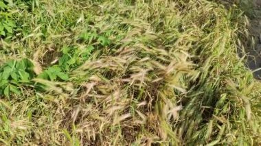 Bahar mevsiminde, taze taze taze buğdaylı sulu kulaklar makroyu kaplıyor. Buğday tarlasının olgunlaşmış kulakları. Yeşil buğday tarlası. Carex zencisi. Mısır gevreği. Olgunlaşan buğday