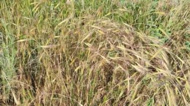 Bahar mevsiminde, taze taze taze buğdaylı sulu kulaklar makroyu kaplıyor. Buğday tarlasının olgunlaşmış kulakları. Yeşil buğday tarlası. Carex zencisi. Mısır gevreği. Olgunlaşan buğday