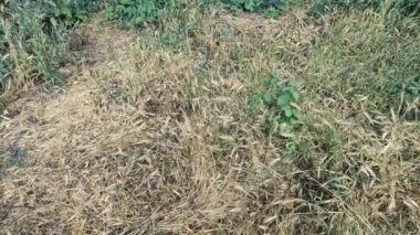 Bahar mevsiminde, taze taze taze buğdaylı sulu kulaklar makroyu kaplıyor. Buğday tarlasının olgunlaşmış kulakları. Yeşil buğday tarlası. Carex zencisi. Mısır gevreği. Olgunlaşan buğday