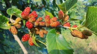 Bir dalda dut. Bahçede, ağaçta siyah dut ve dut yetişiyor. Rüzgarda sallanan bir dalda dut üzümü. olgunlaşan dutlar.