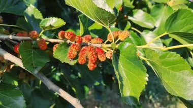 Bir dalda dut. Bahçede, ağaçta siyah dut ve dut yetişiyor. Rüzgarda sallanan bir dalda dut üzümü. olgunlaşan dutlar.