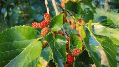 Bir dalda dut. Bahçede, ağaçta siyah dut ve dut yetişiyor. Rüzgarda sallanan bir dalda dut üzümü. olgunlaşan dutlar.