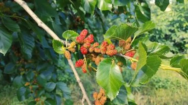 Bir dalda dut. Bahçede, ağaçta siyah dut ve dut yetişiyor. Rüzgarda sallanan bir dalda dut üzümü. olgunlaşan dutlar.