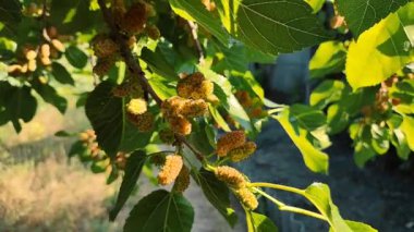 Bir dalda dut. Bahçede, ağaçta siyah dut ve dut yetişiyor. Rüzgarda sallanan bir dalda dut üzümü. olgunlaşan dutlar.