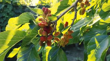 Bir dalda dut. Bahçede, ağaçta siyah dut ve dut yetişiyor. Rüzgarda sallanan bir dalda dut üzümü. olgunlaşan dutlar.