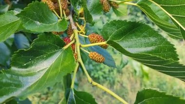 Bir dalda dut. Bahçede, ağaçta siyah dut ve dut yetişiyor. Rüzgarda sallanan bir dalda dut üzümü. olgunlaşan dutlar.