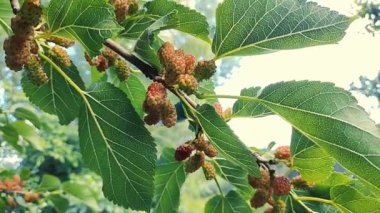 Bir dalda dut. Bahçede, ağaçta siyah dut ve dut yetişiyor. Rüzgarda sallanan bir dalda dut üzümü. olgunlaşan dutlar.