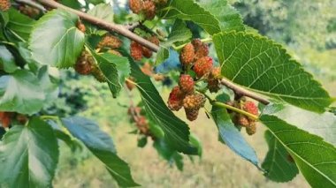 Bir dalda dut. Bahçede, ağaçta siyah dut ve dut yetişiyor. Rüzgarda sallanan bir dalda dut üzümü. olgunlaşan dutlar.