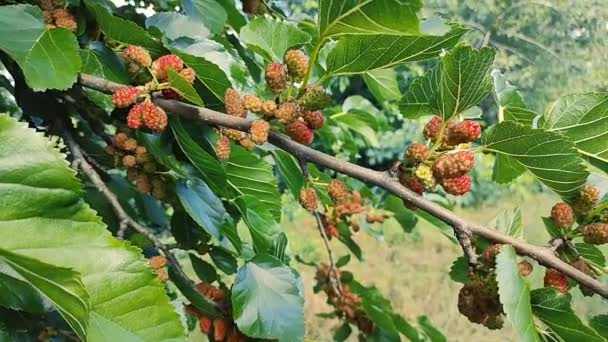 Mulberry Branch Garden Black Mulberry Berries Mulberries Grow Tree Mulberry — Stock Video