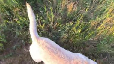 Beyaz labrador. Beyaz Labrador Retriever yerde uyuyor. Labrador av köpeği kafasını dışarıdaki yeşil çimlerde sallıyor. Evcil hayvanlar dışarıda oynuyor. Avcı köpeği doğada yürür..