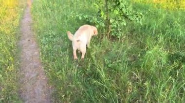 Beyaz labrador. Beyaz Labrador Retriever yerde uyuyor. Labrador av köpeği kafasını dışarıdaki yeşil çimlerde sallıyor. Evcil hayvanlar dışarıda oynuyor. Avcı köpeği doğada yürür..