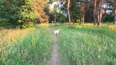 Beyaz labrador. Beyaz Labrador Retriever yerde uyuyor. Labrador av köpeği kafasını dışarıdaki yeşil çimlerde sallıyor. Evcil hayvanlar dışarıda oynuyor. Avcı köpeği doğada yürür..
