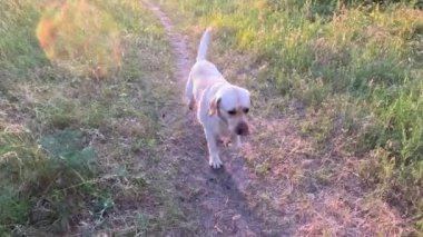 Beyaz labrador. Beyaz Labrador Retriever yerde uyuyor. Labrador av köpeği kafasını dışarıdaki yeşil çimlerde sallıyor. Evcil hayvanlar dışarıda oynuyor. Avcı köpeği doğada yürür..