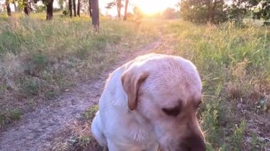 Beyaz labrador. Beyaz Labrador Retriever yerde uyuyor. Labrador av köpeği kafasını dışarıdaki yeşil çimlerde sallıyor. Evcil hayvanlar dışarıda oynuyor. Avcı köpeği doğada yürür..