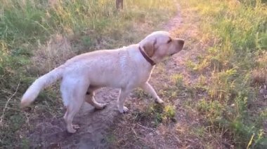 Beyaz labrador. Beyaz Labrador Retriever yerde uyuyor. Labrador av köpeği kafasını dışarıdaki yeşil çimlerde sallıyor. Evcil hayvanlar dışarıda oynuyor. Avcı köpeği doğada yürür..