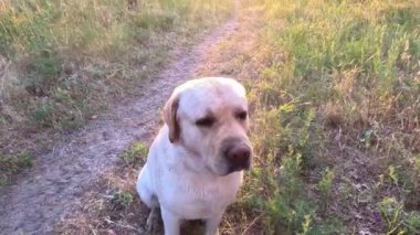 Beyaz labrador. Beyaz Labrador Retriever yerde uyuyor. Labrador av köpeği kafasını dışarıdaki yeşil çimlerde sallıyor. Evcil hayvanlar dışarıda oynuyor. Avcı köpeği doğada yürür..
